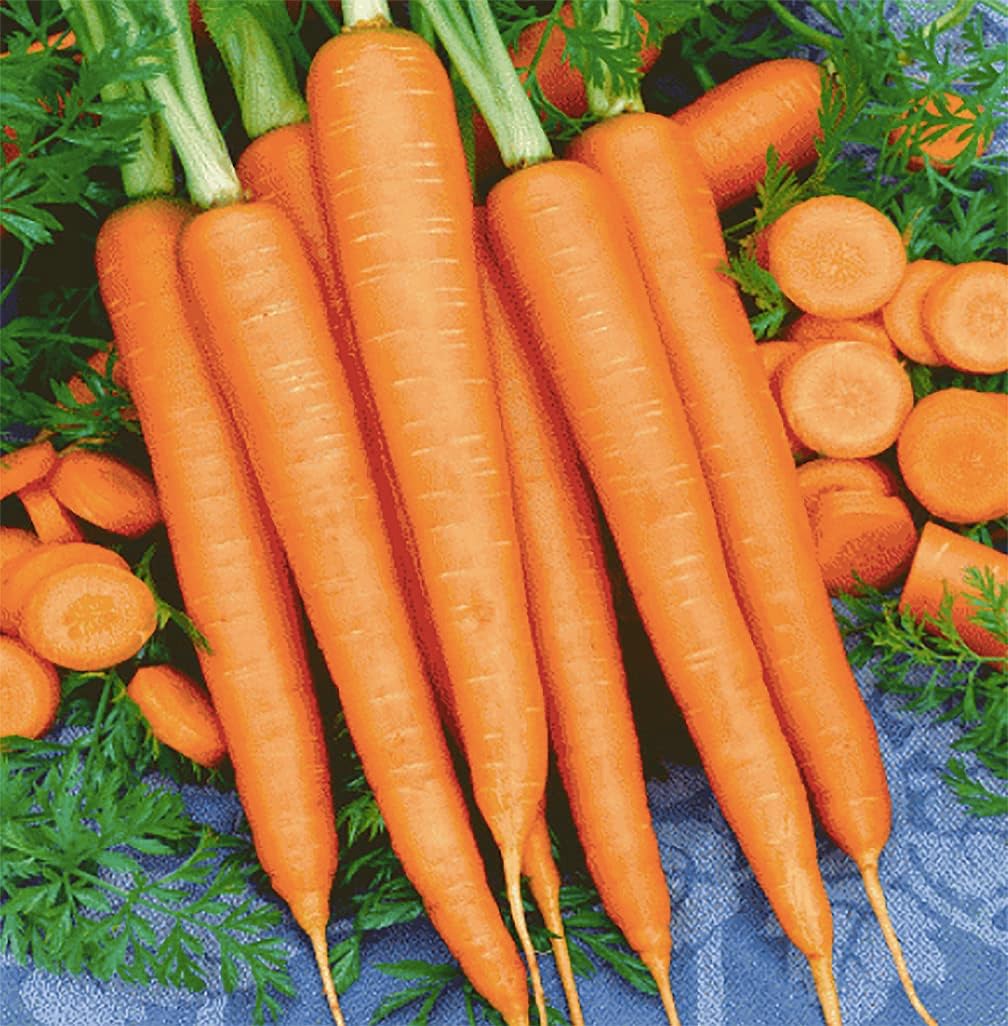 Tendersweet Carrots A Delicacy 900 Seeds Carrot