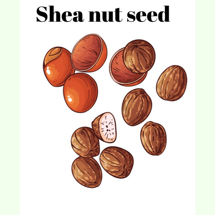 Fresh Organic Shea Butter Cream For All Skin Type And Hair - Jeglowstore