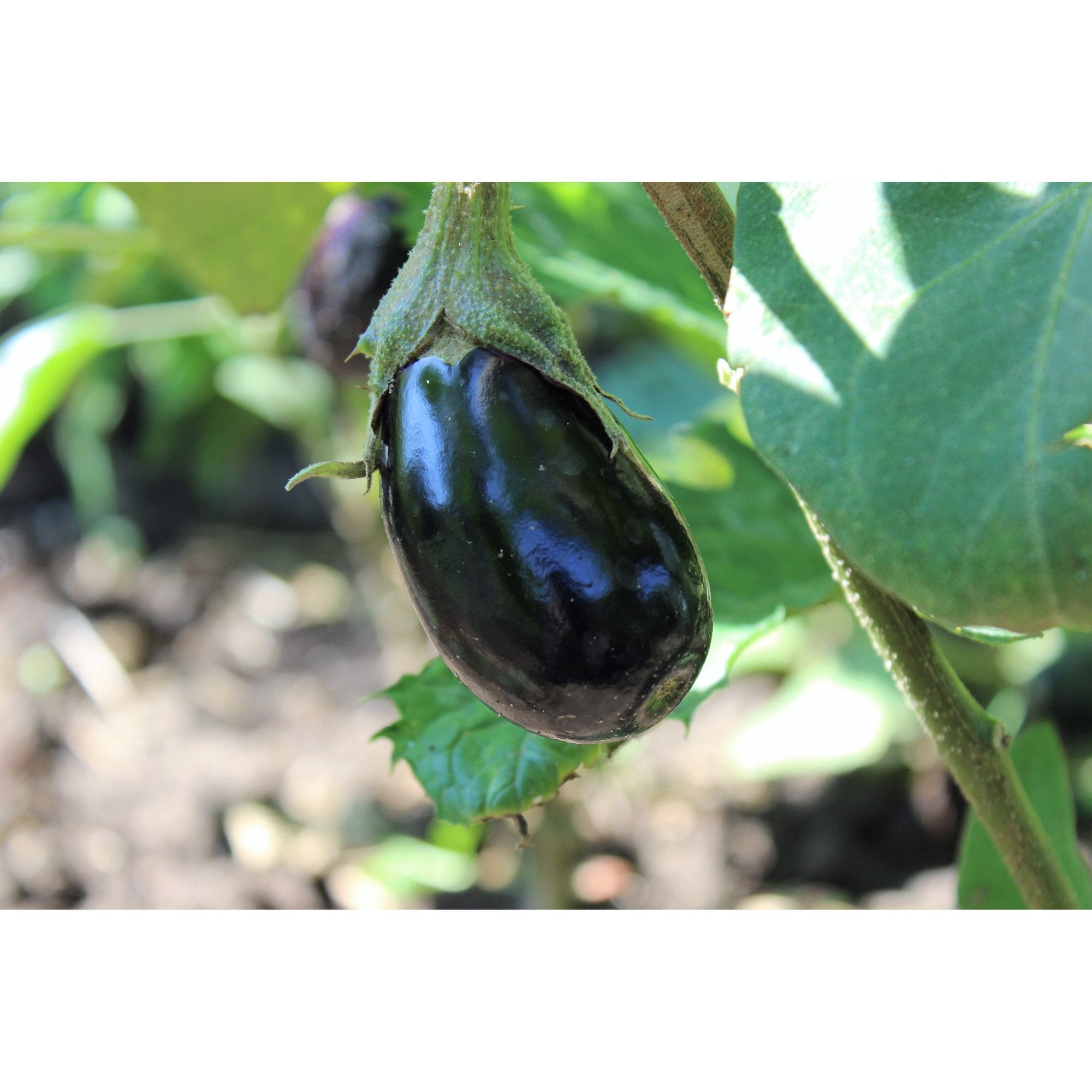 1000 * Seeds BLACK BEAUTY EGGPLANT Solanum Melongena Esculentum Vegetable Seeds